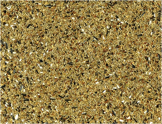 Grote Parkieten 4 kg