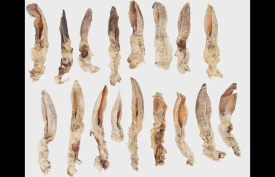 Konijnenoren met haar