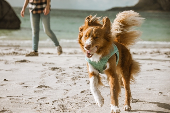 Hurtta Cooling Wrap aquamarine, 40-50 cm