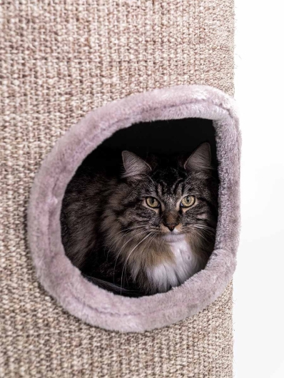 Petrebels - DOME 110 Cappuccino