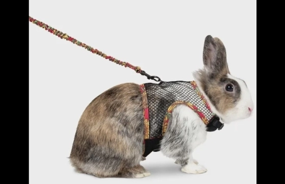 Harnas met looplijn Art Joy Meerkleurig