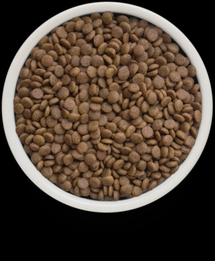 GF-Cat - Fresh Turkey - Adult - 400g