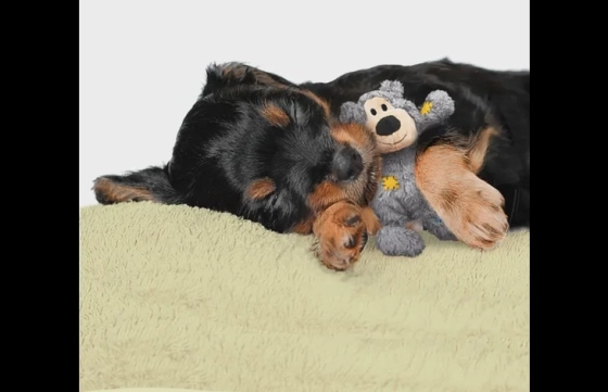 Kong® Speelgoed Knots Wild