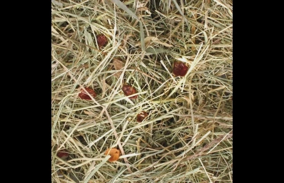 Snack Berghooi Rozenbottel