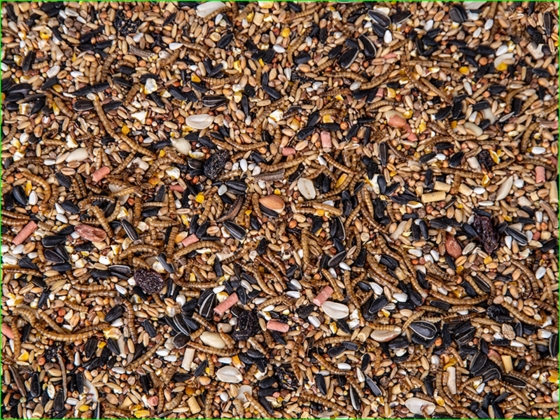 Insect & Fruit Mix 1,1 kg