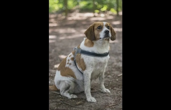 Harnas Easy Hilka Zwart