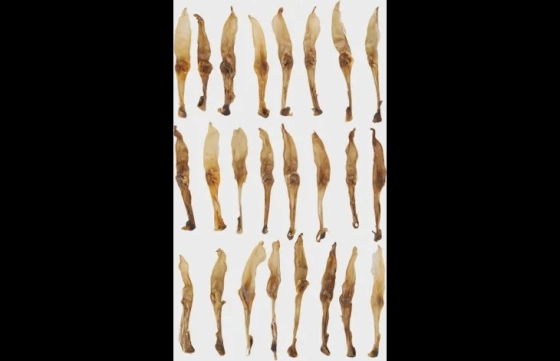 Snack Nature Konijnenoor