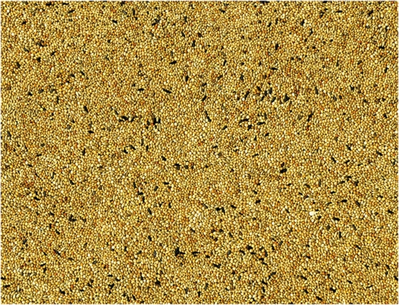 Tropische Vogels 1 kg