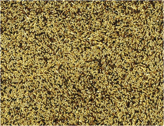 Vadigran Kanaries 4kg