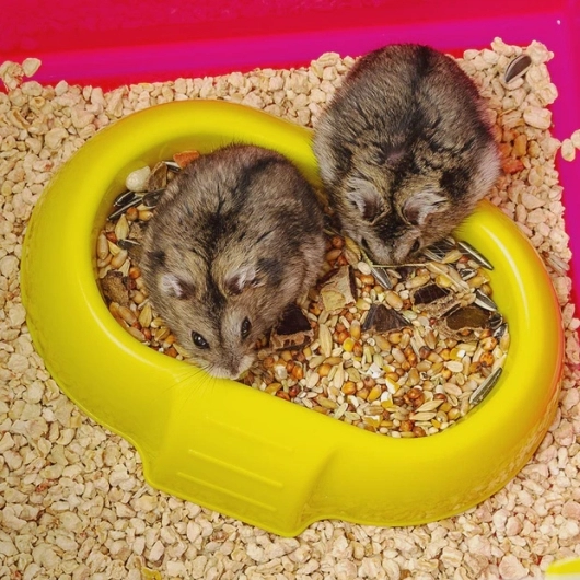 LAURA - Hamster cage on two floors, complete with tubes