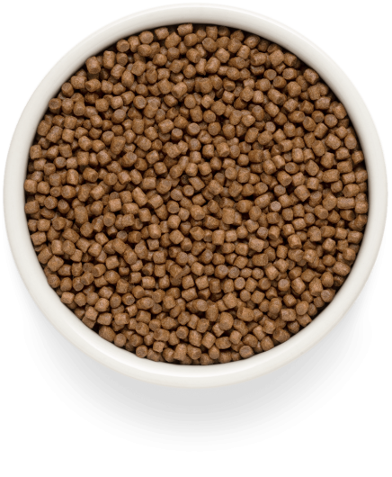 GF-Cat - Fresh Lamb - Kitten - 400g