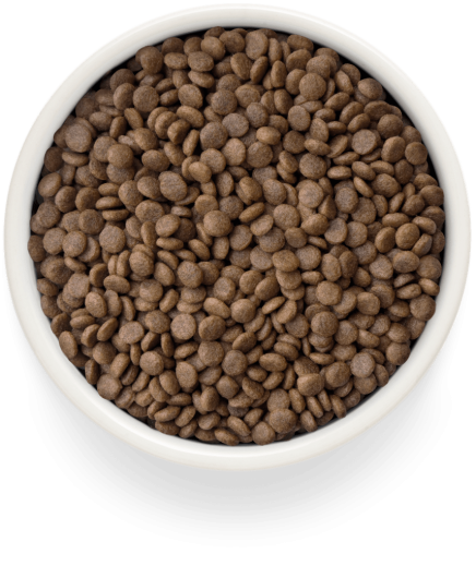 GF-Cat - Fresh Turkey - Adult Sterilized - 2Kg