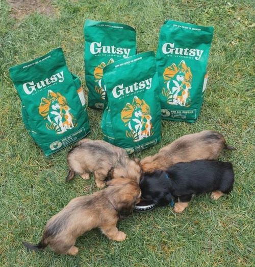 Chicken & Insect Puppy 2kg