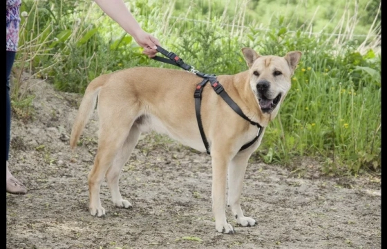 Autoveiligheidsharnas Duma Zwart XL