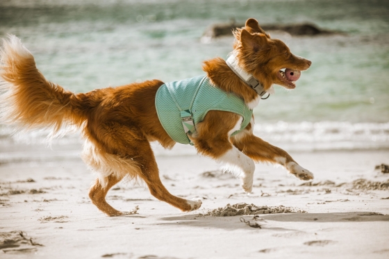 Hurtta Cooling Wrap aquamarine, 65-75 cm