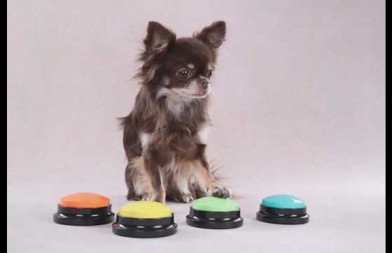 Audioknop Opneembaar