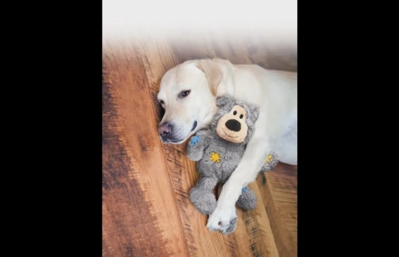 Kong® Speelgoed Knots Wild