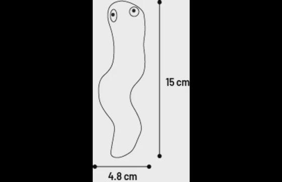 Speelgoed Cabru Slang Meerkleurig