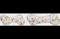 Speelgoed Kona Been Wit