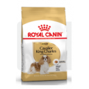 Mini Cavalier King Charles 3kg