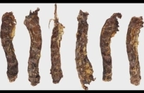 Snack Nature Eendennek