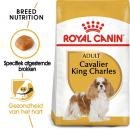 Mini Cavalier King Charles 1,5kg