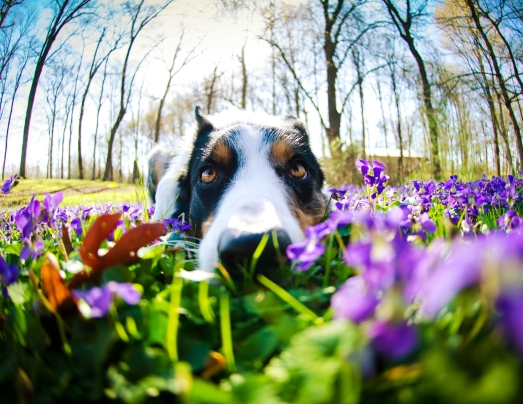 lente-check