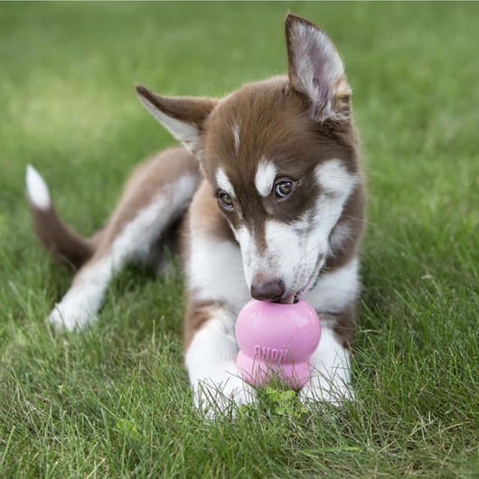 Kong hond Easy Treat spuitbus, Puppy pasta.